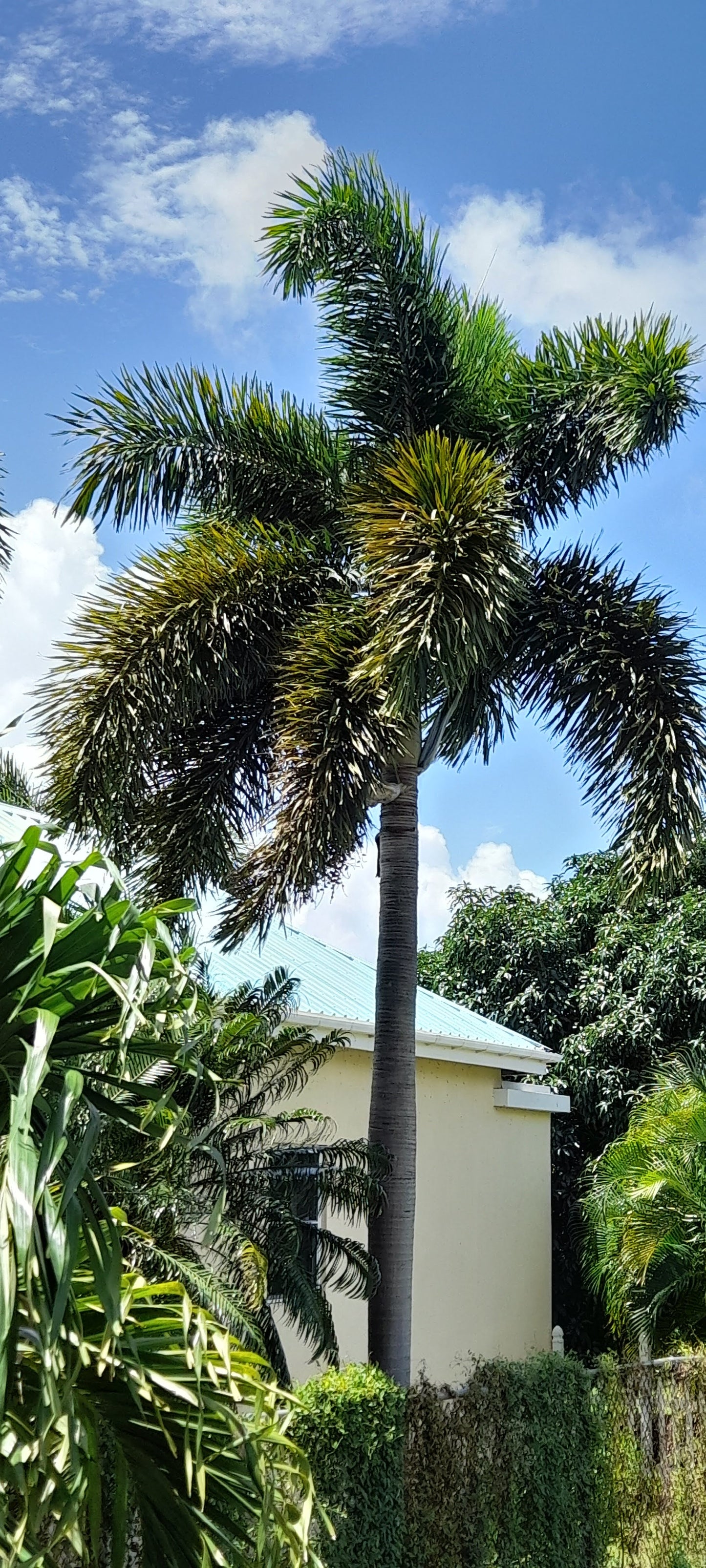 Domed Palm Seed Pendant