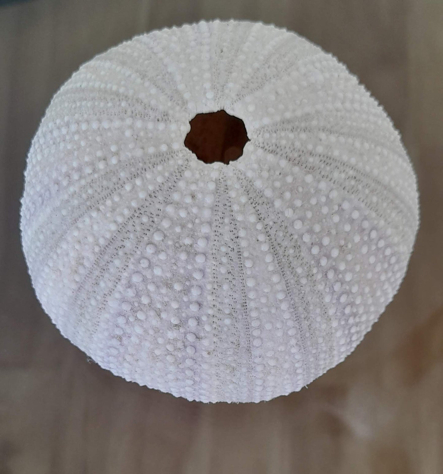 Dainty Sea Urchin Fan Earrings