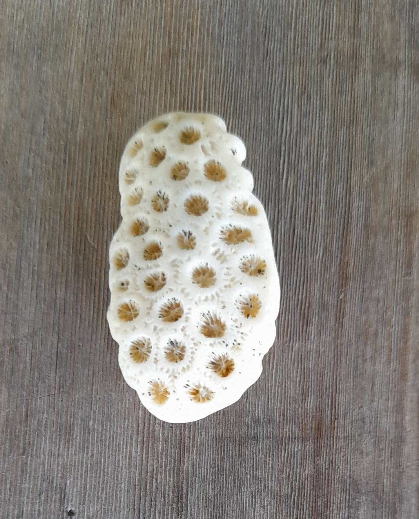 Small Dotty Coral Pendant